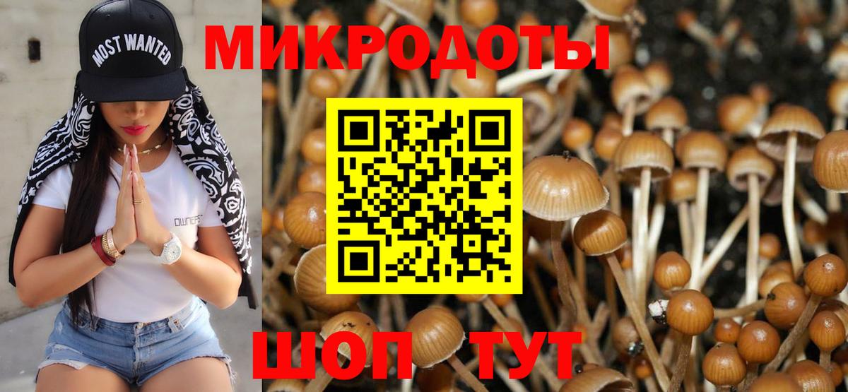 Галлюциногенные грибы Psilocybine cubensis Белебей